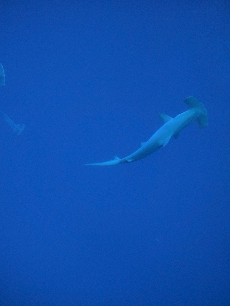 Requin Marteau